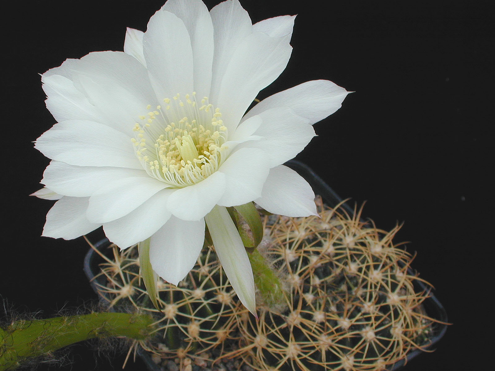 Semis d'Echinopsis (cactus) 1142454-origpic-0db8e3