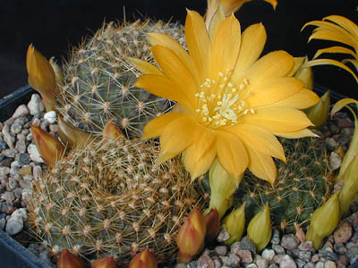 Semis de Rebutia (cactus) 1145500-origpic-706ec7