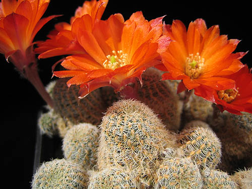 Cactus Seeds Rebutia schatzliana WR640