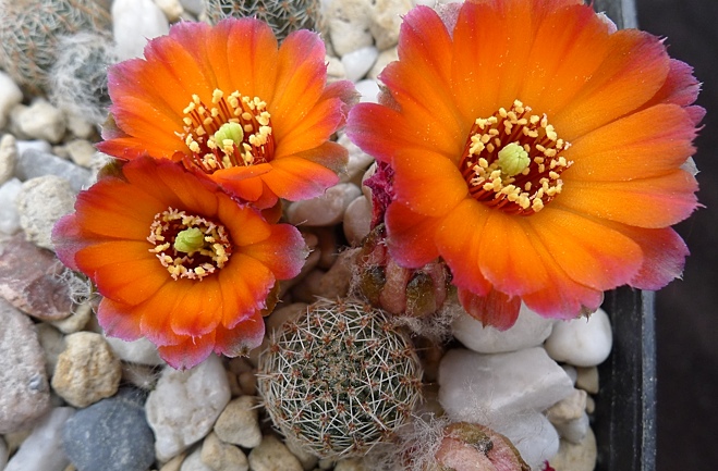 Semis de Rebutia (cactus) 10150185-origpic-2c7ad9