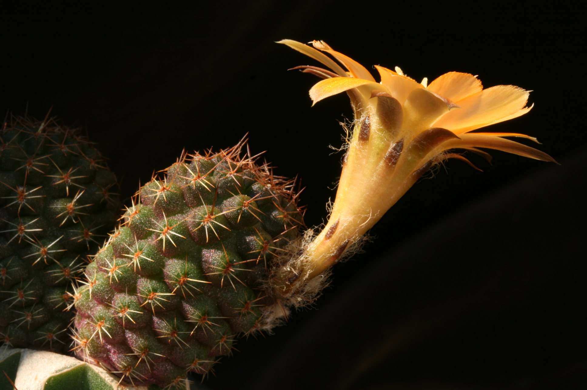 Semis de Rebutia (cactus) 10150187-origpic-88e355