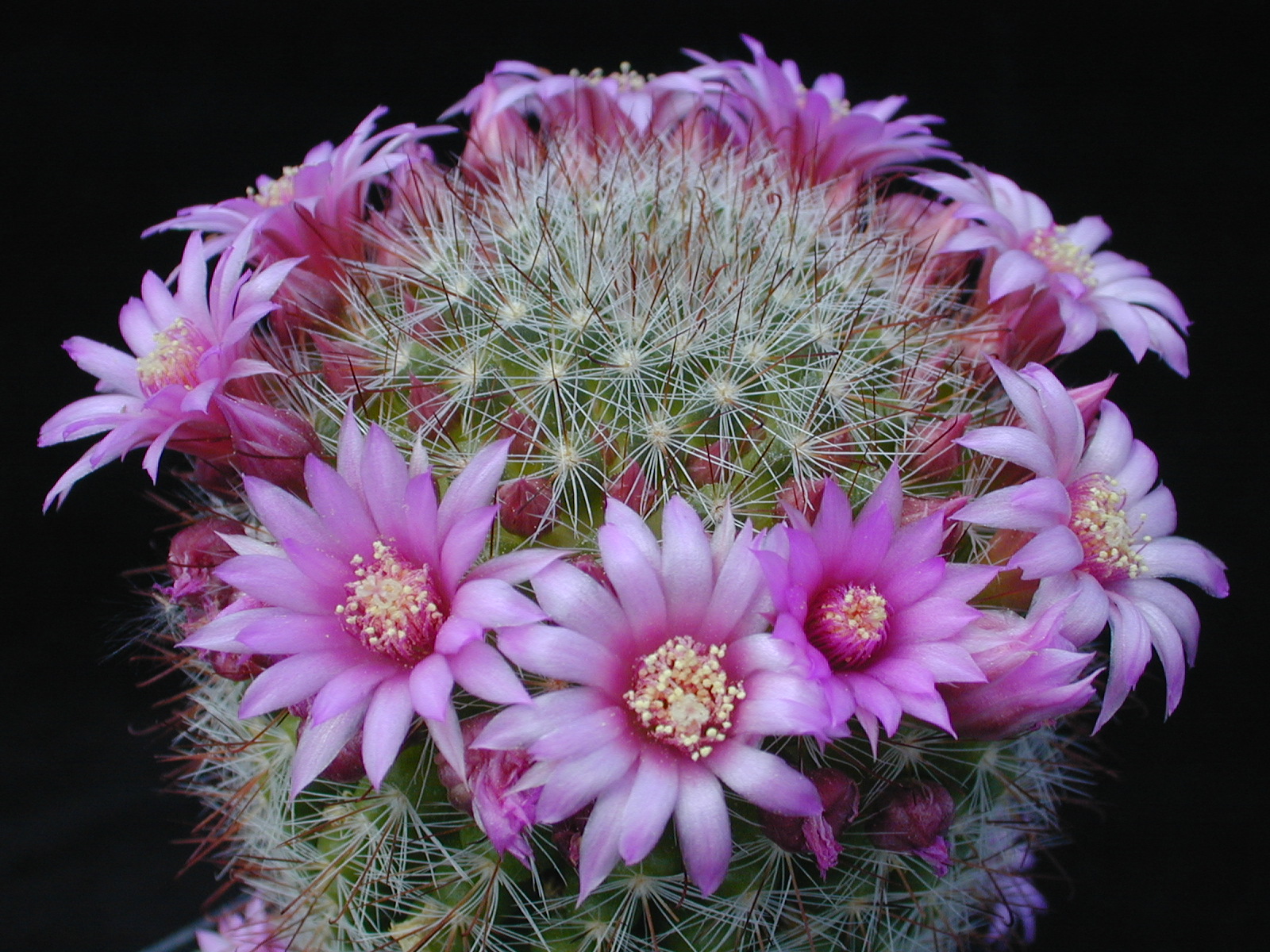SuccSeed Mammillaria zeilmanniana