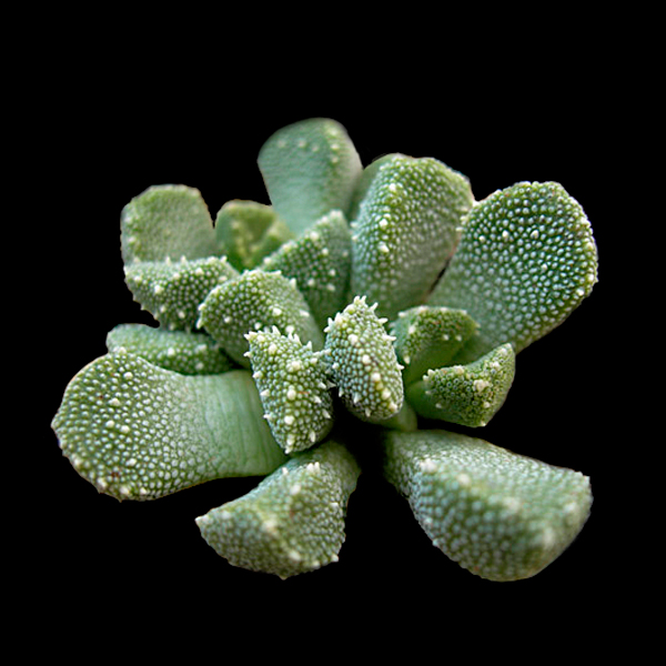 SuccSeed Aloinopsis setifera