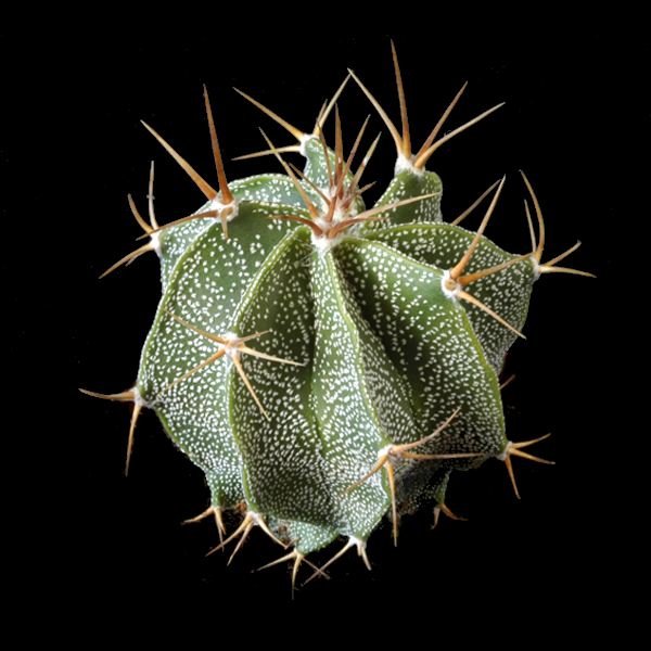 Semis d'Astrophytum (cactus) - Page 2 1141724-origpic-313e26