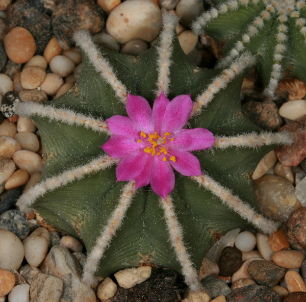 SuccSeed Aztekium hintonii