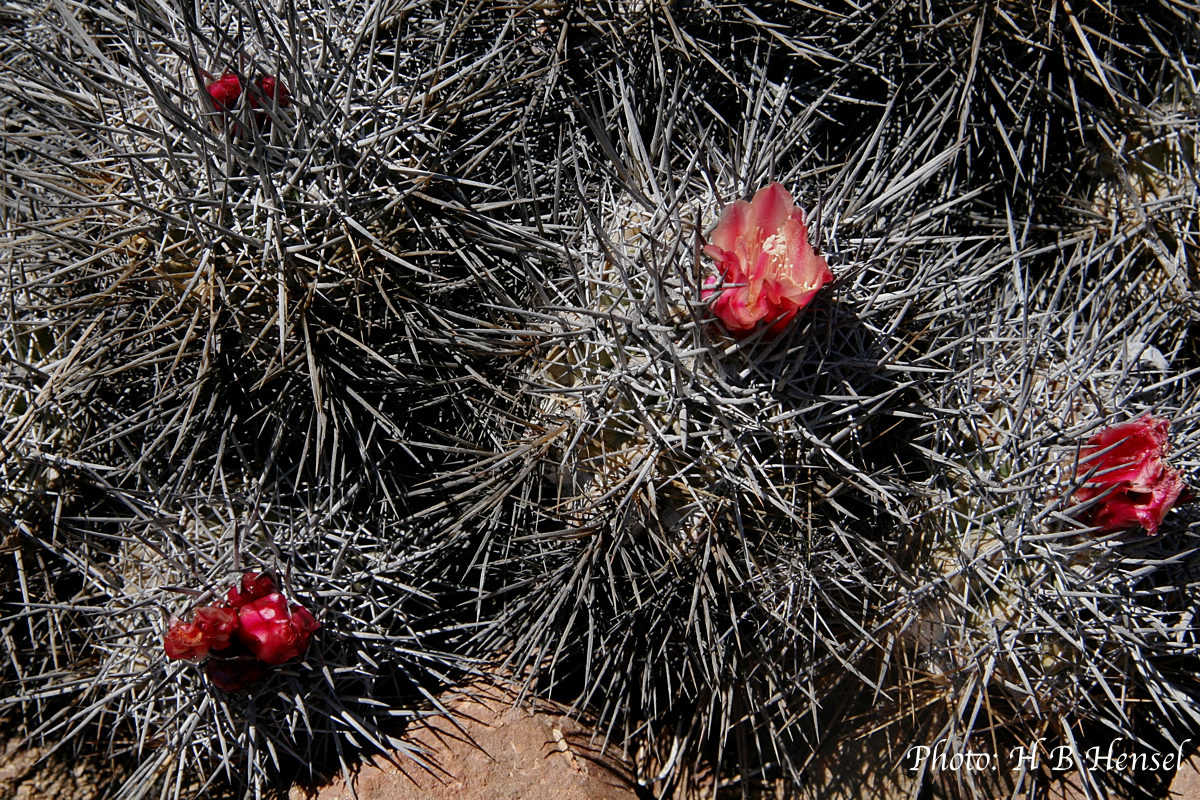 SuccSeed Copiapoa rupestris 'desertorum' (Between Taltal and Cifuncho