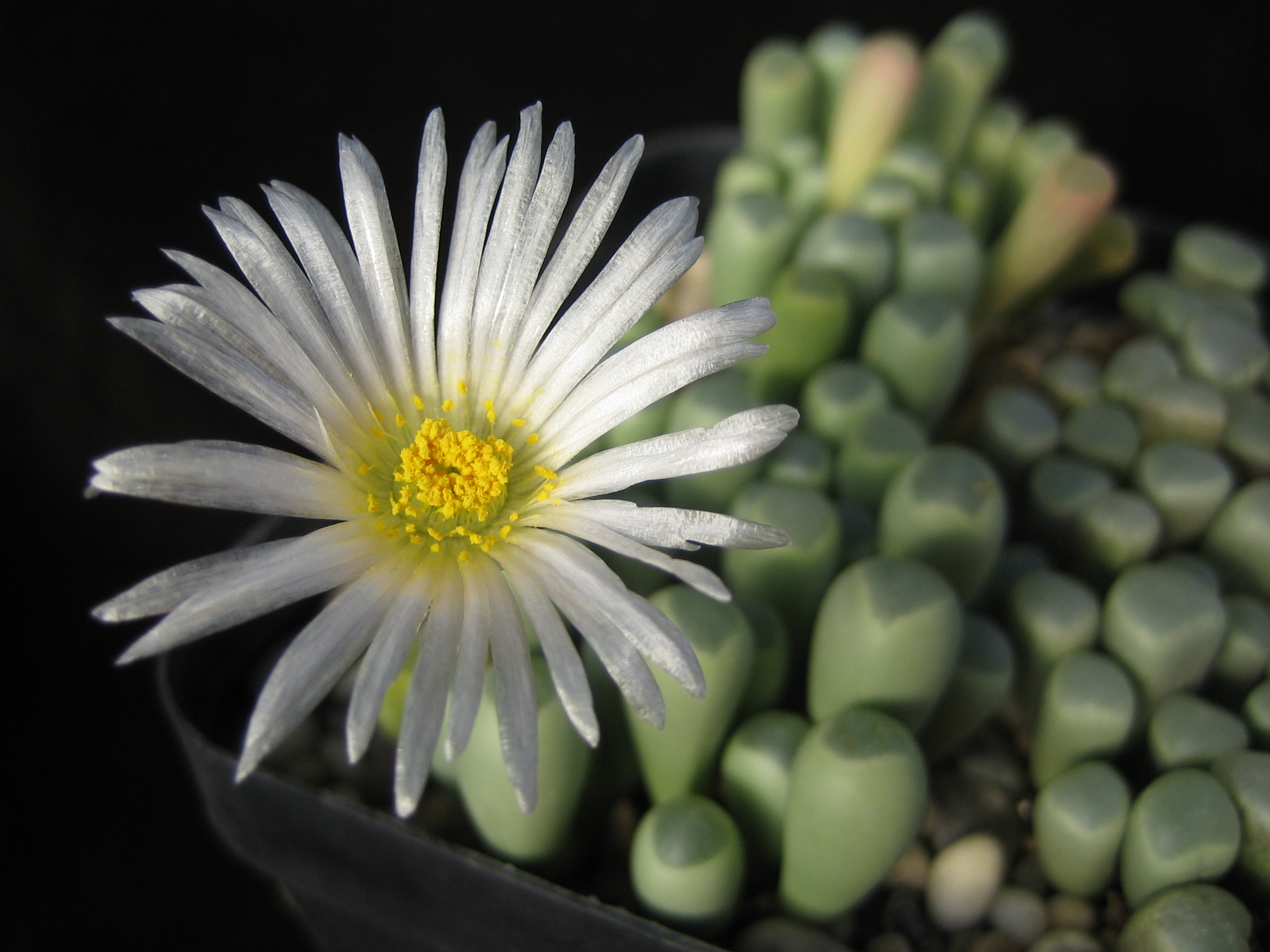 SuccSeed Fenestraria aurantiaca