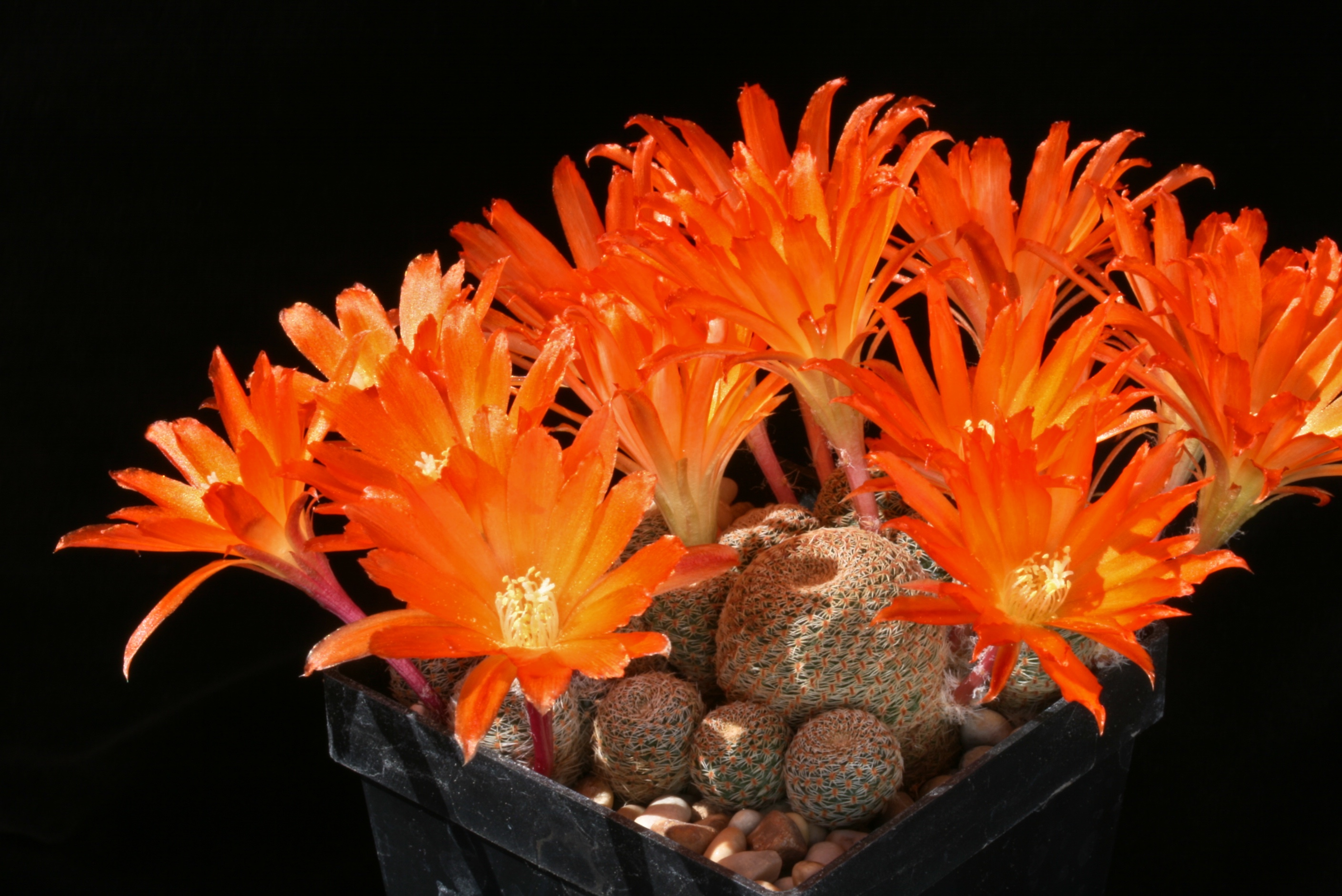 Semis de Rebutia (cactus) 1145461-origpic-6b5ce5
