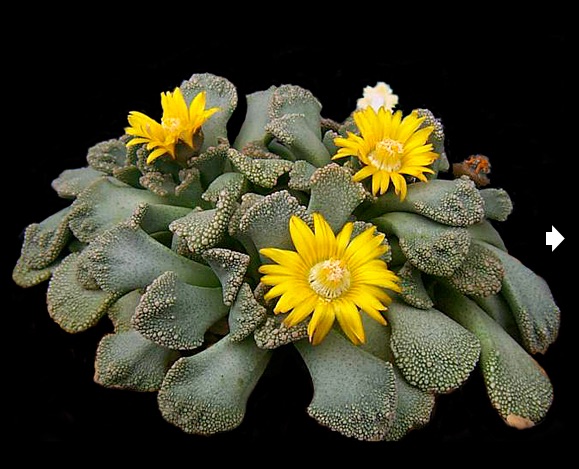 SuccSeed Titanopsis calcarea