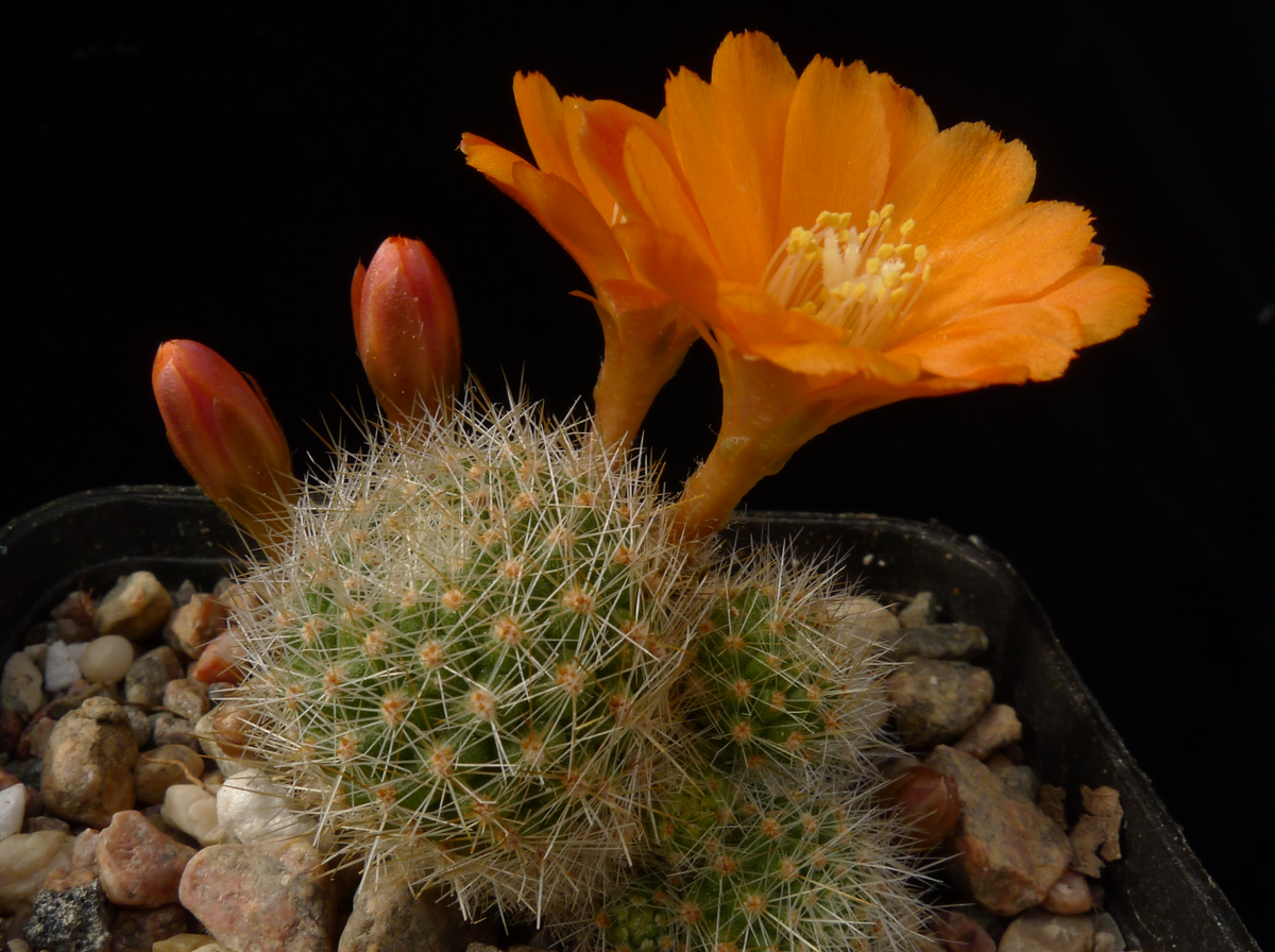 Semis de Rebutia (cactus) 14269779-origpic-60b613