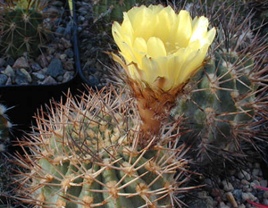 Acanthocalycium thionanthum  MN 4 (Amaicha del Valle, 2000m, Arg)