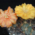 Acanthocalycium thionanthum v. minutum DH 10