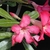 Adenium obesum