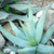 Aloe claviflora