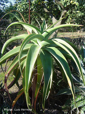 Aloe thraskii