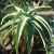 Aloe thraskii
