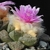 Ariocarpus fissuratus