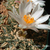 Ariocarpus kotshoubeyanus ´albiflorus´