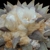 Ariocarpus retusus