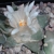 Ariocarpus retusus ´furfuraceus´