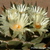 Ariocarpus trigonus