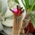 Arrojadoa rhodantha v. occibaihensis HU 208
