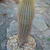 Austrocephalocereus estevesii