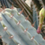 Cereus peruvianus