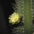 Cereus repandus  MN 299 (Jan Thiel baai, 5m, Curacao)