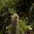 Cleistocactus hyalacanthus ´jujuyensis´ MPL 2B.2 (El Alisal, Salta, Arg)