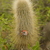 Cleistocactus hyalacanthus ´jujuyensis´ MPL 3.2 (Candado, Q. del Toro, Arg)