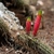Cleistocactus smaragdiflorus  MN 307 (Pampichuela, 1700m, Arg)