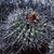 Copiapoa cinerascens v. grandiflora FK 508 (Q de Guanillos)