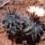 Copiapoa cinerascens v. grandiflora FK 797 (Esmeralda, Chile)