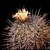 Copiapoa coquimbana  FK 175 (Domeyko)