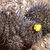 Copiapoa echinoides  FK 49 (W Totoral)