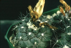 Copiapoa humilis FK 35 (Paposo, 20m)