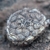 Copiapoa hypogaea ´barquitensis´ FK 393