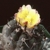 Copiapoa hypogaea ´mollicula´ FK 137 (Chanaral, 250m)