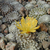 Copiapoa laui  FK 439 (Esmeralda, Guanillos)
