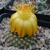 Copiapoa laui fma FK 1055