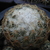 Coryphantha durangensis