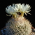 Discocactus zenthneri ssp. araneispinus