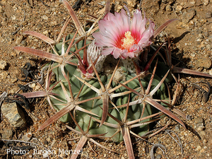 Echinocactus texensis