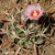Echinocactus texensis