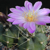 Echinocereus knippelianus v. reyesii L1237a (Siberia, Mex)