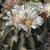 Stenocactus coptonogonus SB 13 (Salinas, SLP)