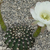 Echinopsis ancistrophora MN  20 (Escoipe, Arg)