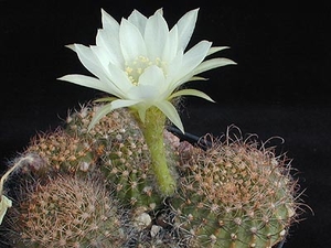 Echinopsis ancistrophora MN 201 (Campo Quijano, Km 30, Arg)