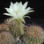 Echinopsis ancistrophora MN 201 (Campo Quijano, Km 30, Arg)